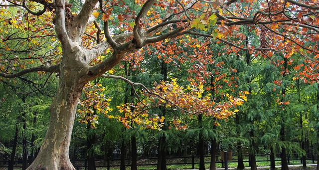 上海路边的树是什么树