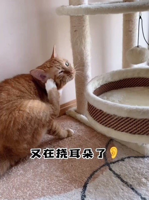 猫挠耳朵怎么回事:探究猫咪耳部健康问题
