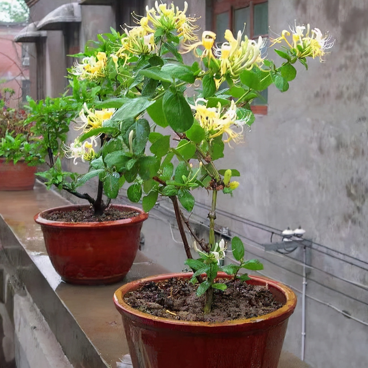 家里养金银花,有金有银有钱花,摘花泡茶,养人旺家