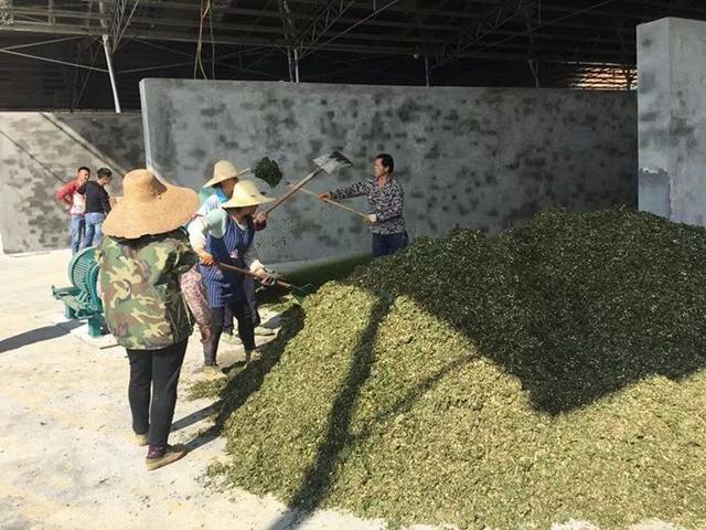 生产构树饲料厂家联系方式 - 2020年最新商品信息聚合专区 - 百度爱