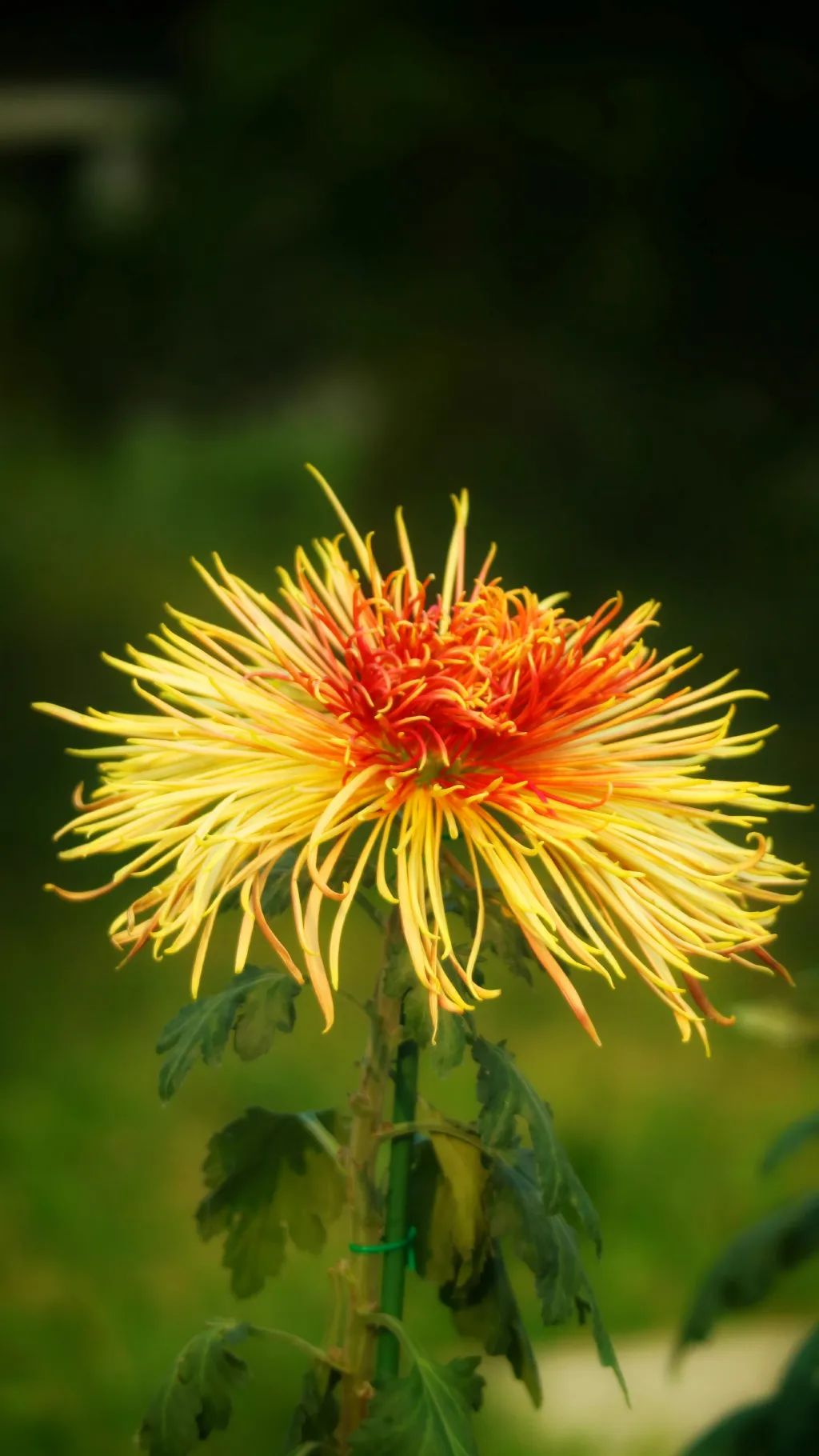 十月花历|又是一年赏秋时,各地市花竞相绽放
