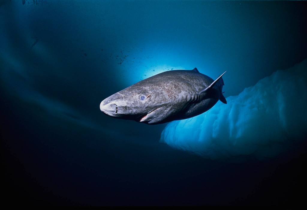 世界上最孤独的鲨鱼图片