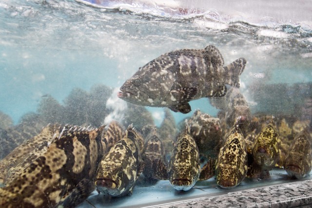 龙趸石斑鱼养殖:一种高效的水产养殖模式