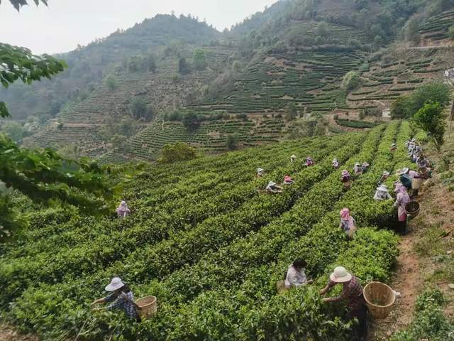 滇红集团旗下凤庆凤牌茶叶有限公司近日开业