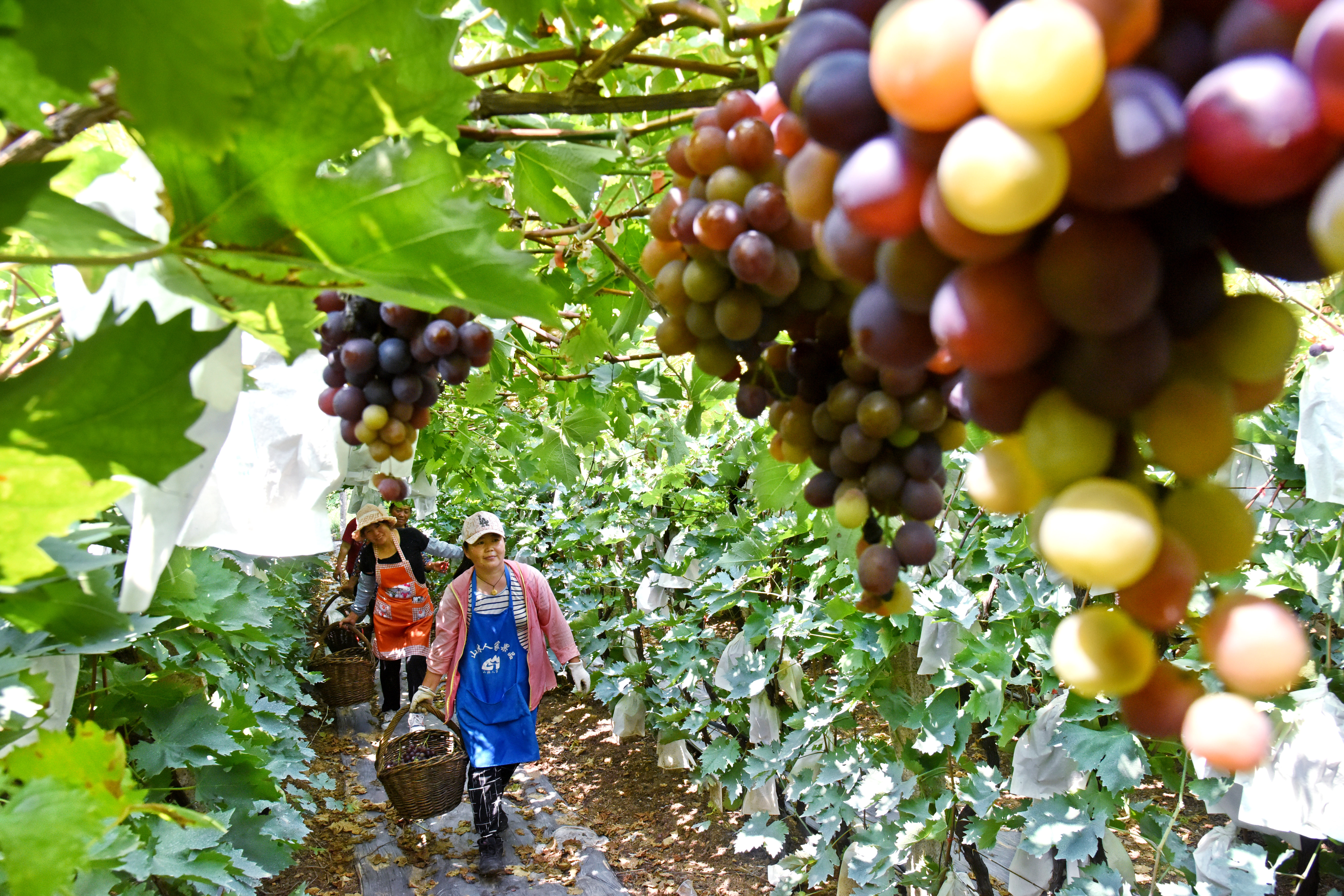 山东大泽山葡萄丰收上市(3)