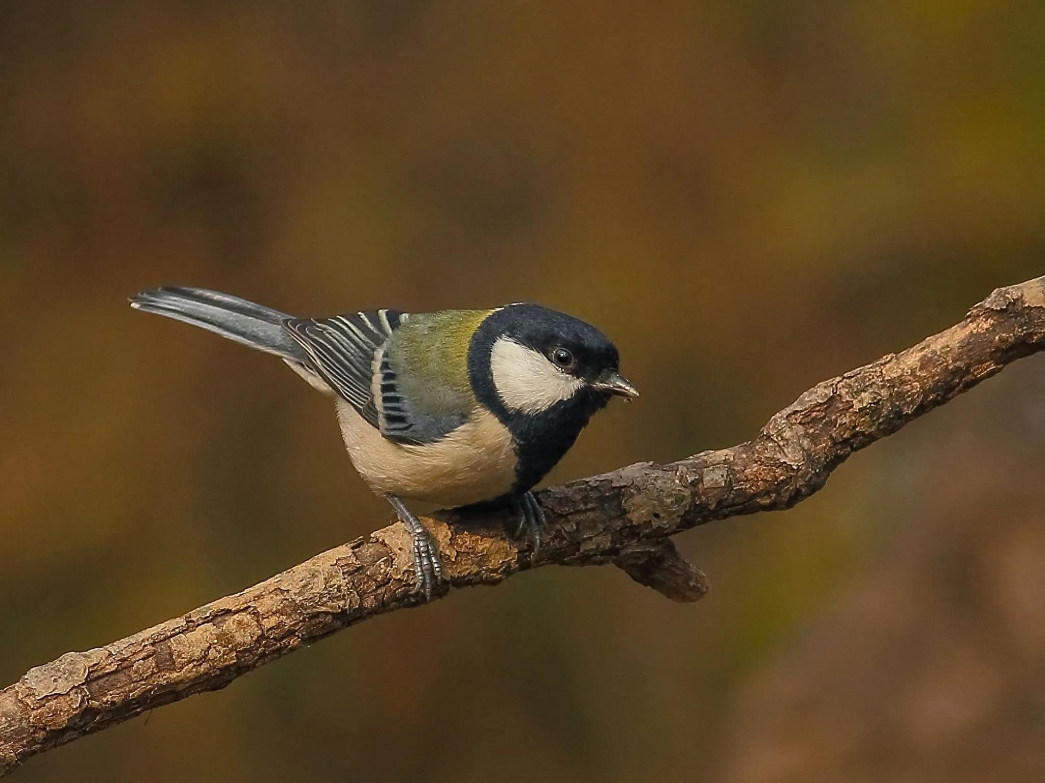 伴随童年一起成长,如今却极为罕见的十种鸟类精灵,您都见过吗?