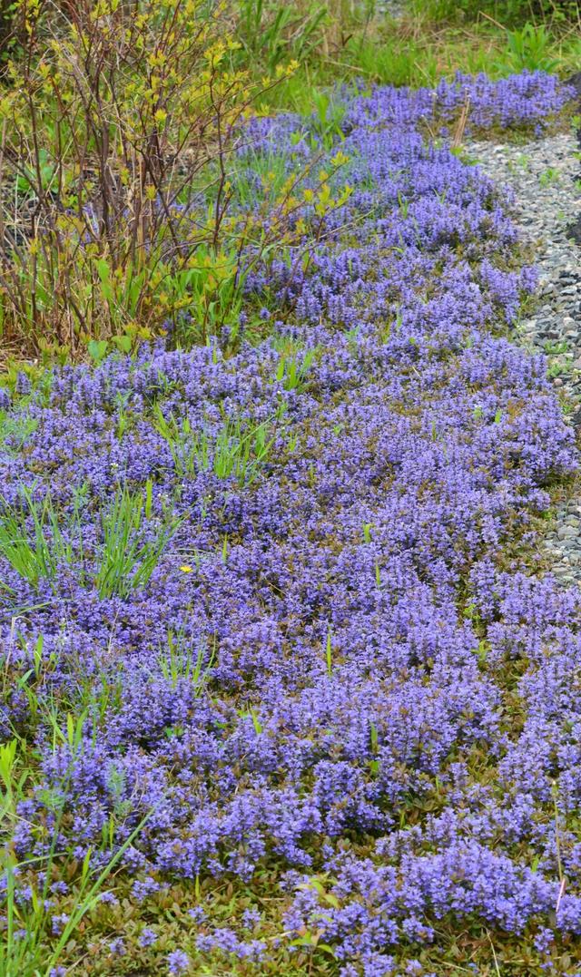 7种最好用的地被植物:丰富花境花园色彩,控制杂草