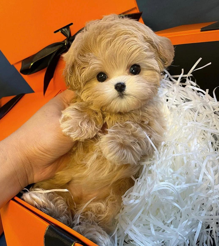 "马尔泰犬"为什么越来越多人养?网友:养了就不想换狗了!