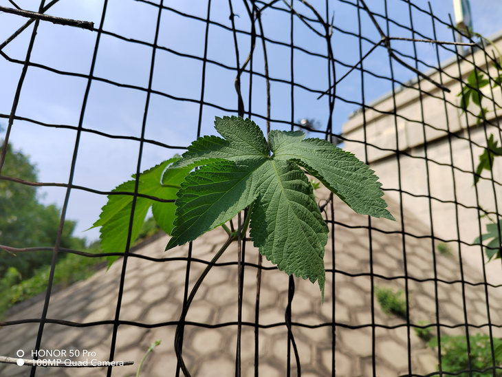 全面升级的至美影像旗舰 荣耀50 pro评测