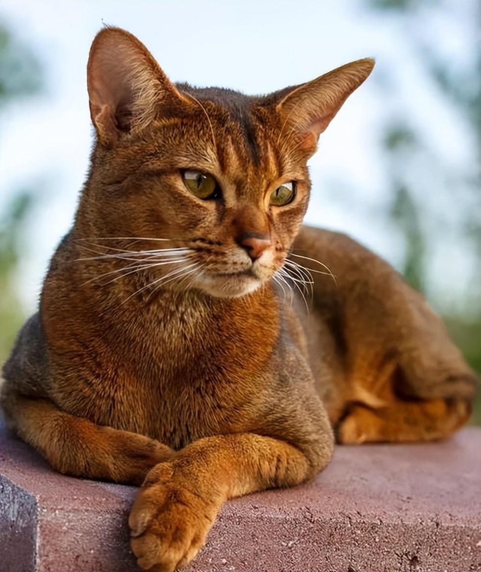 智商排行第十!古老埃及法老的守护神——埃及猫!