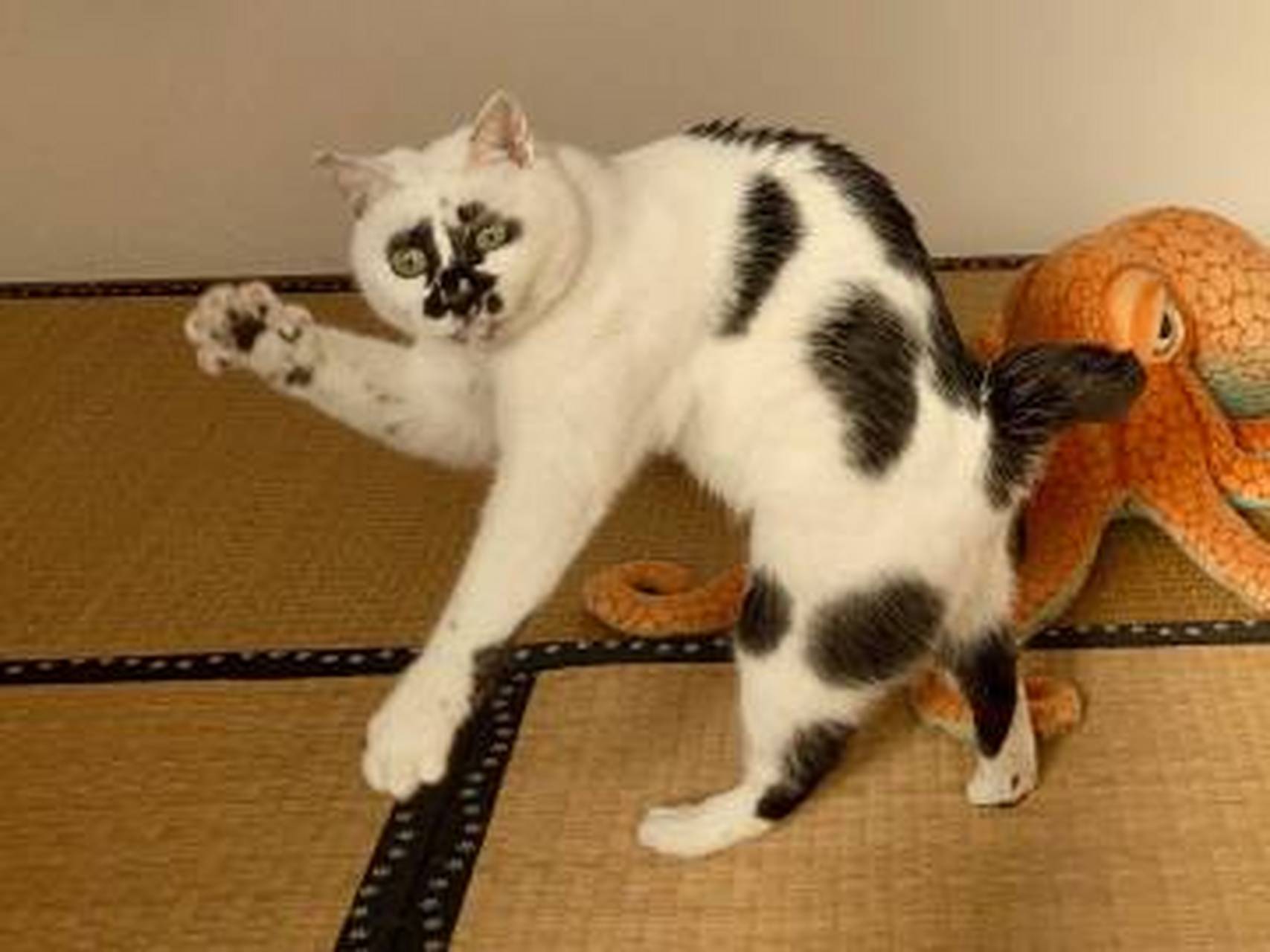 "奶牛猫"为什么逐渐退出宠物圈,原来是这几点招人嫌!