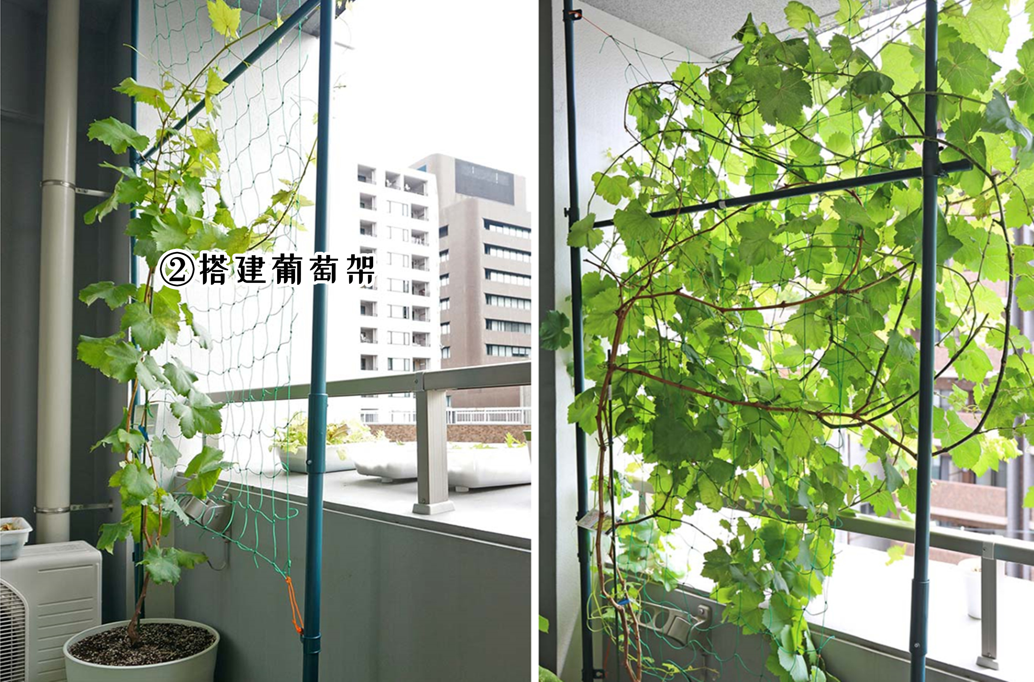 这几种健康蔬果,阳台上就能种植,看看有你喜欢的吗?