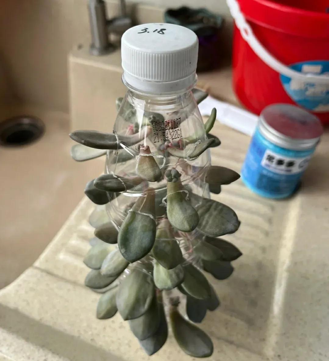 浙江一小姐姐,因用塑料瓶养多肉而走红,妥妥的视觉盛宴,学习下