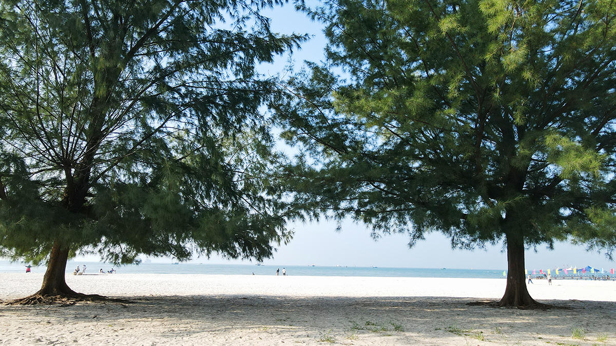 北海银滩这两棵木麻黄,得打造成网红打卡树才行