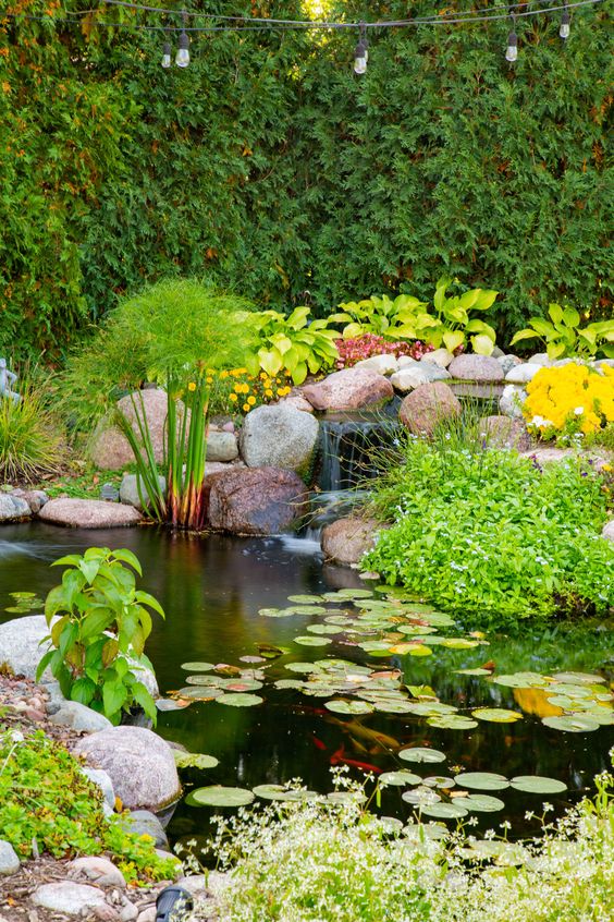 庭院设计师精心总结的15种适合庭院水池栽种的水生植物,建议收藏
