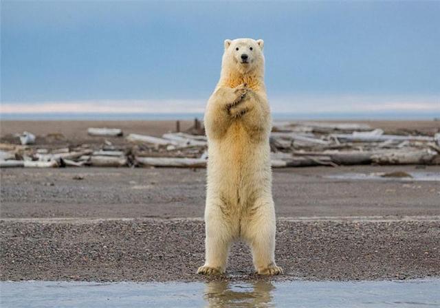 北极熊或将在2100年灭绝,原因并非全来自我们,更多