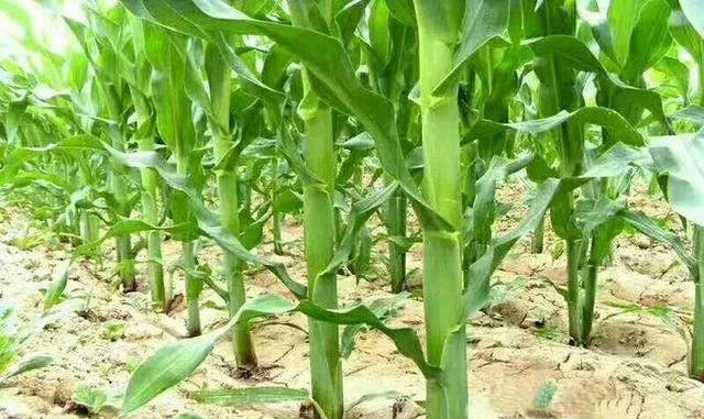 玉米茎杆的粗细,与产量有多大的关系?农户为了提高产量必须要懂