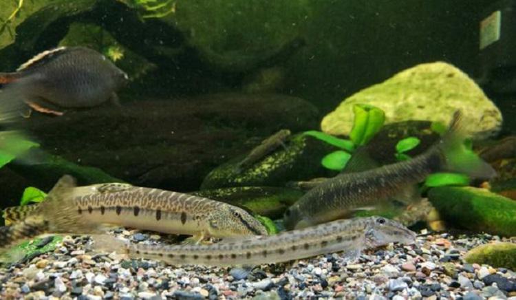 泥鳅在家里怎么养不容易死?