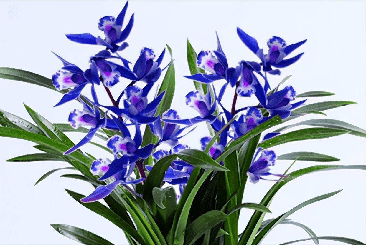 难怪老花匠都要养兰花,看看这盆"蓝色"四季兰,藏不住的高雅