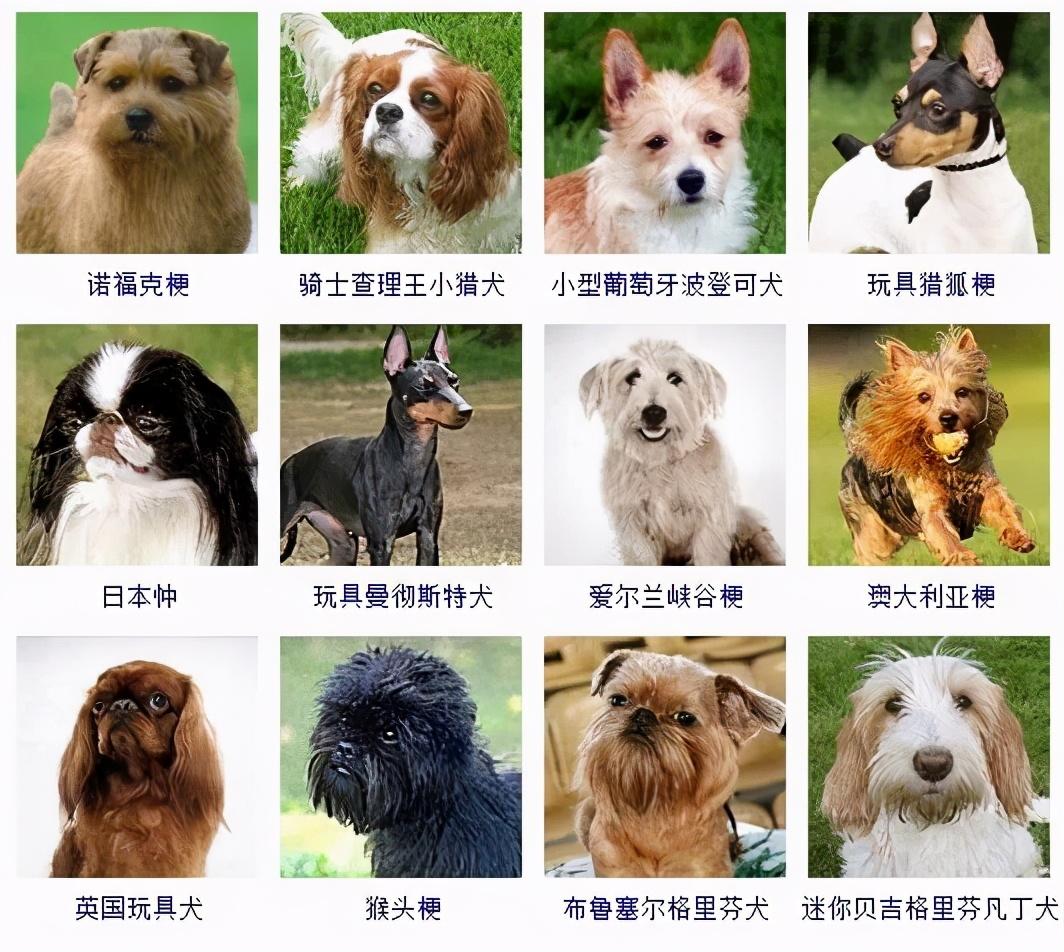 178种狗狗种类图片智商图片