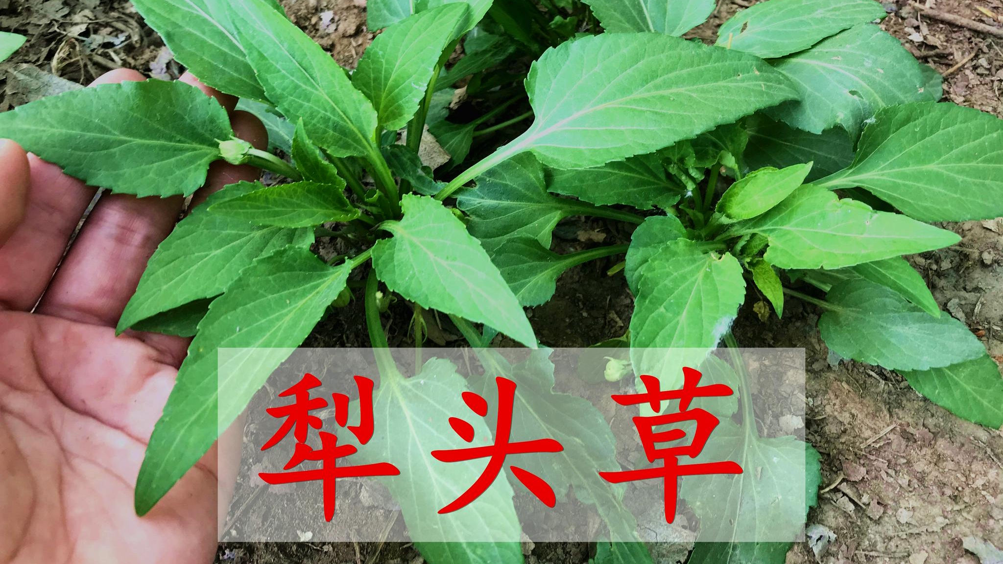 农村这种植物,被老中医称之为化癌草,现在越来越稀少了