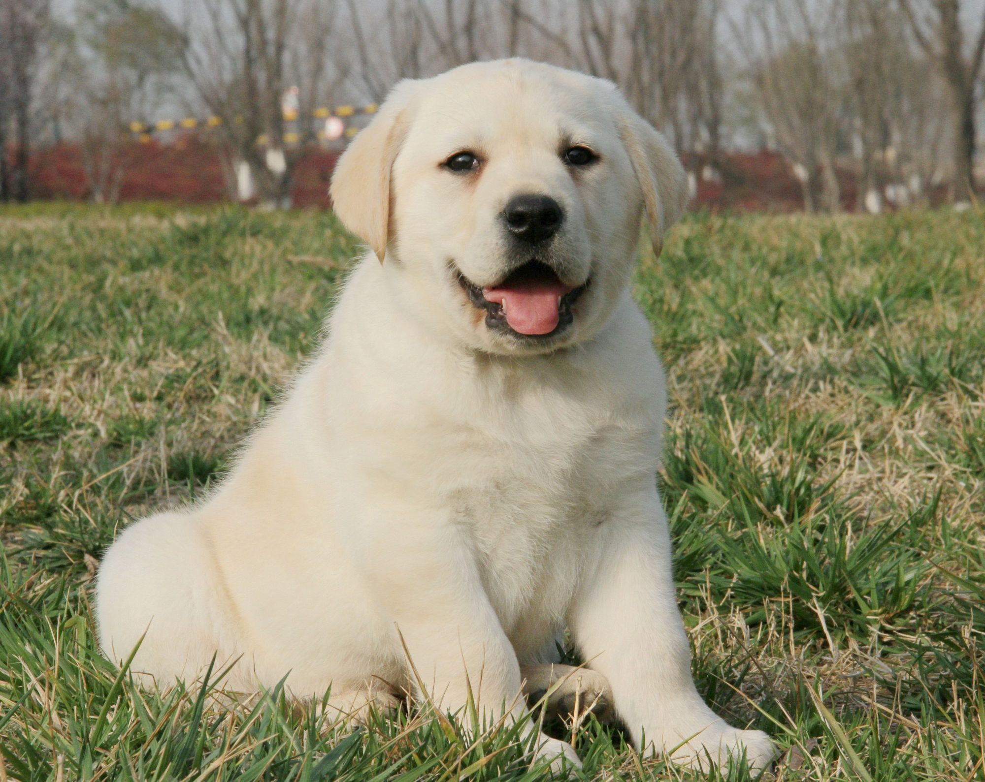 精神医疗抚慰犬幼犬的社会化