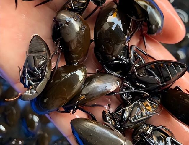 广东的"水蟑螂"为什么能卖到400元一斤?