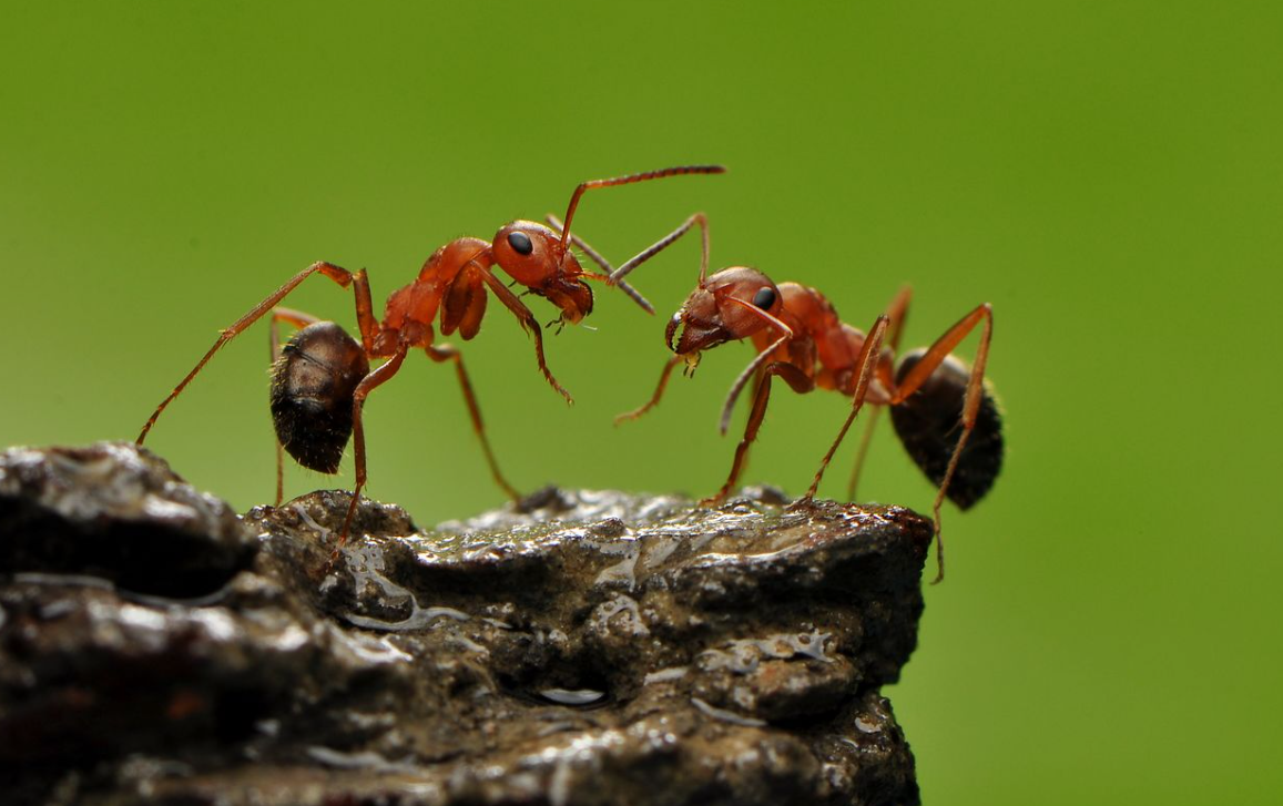 蚂蚁的智慧:如何用信息素和触角打造一条通往食物的黄金路线