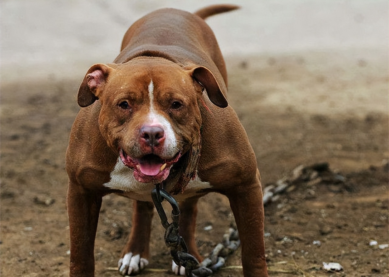 比特犬电脑壁纸图片