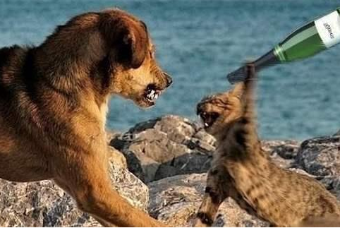 为什么猫都不怕狗?原因有5个,它并不是很勇敢!