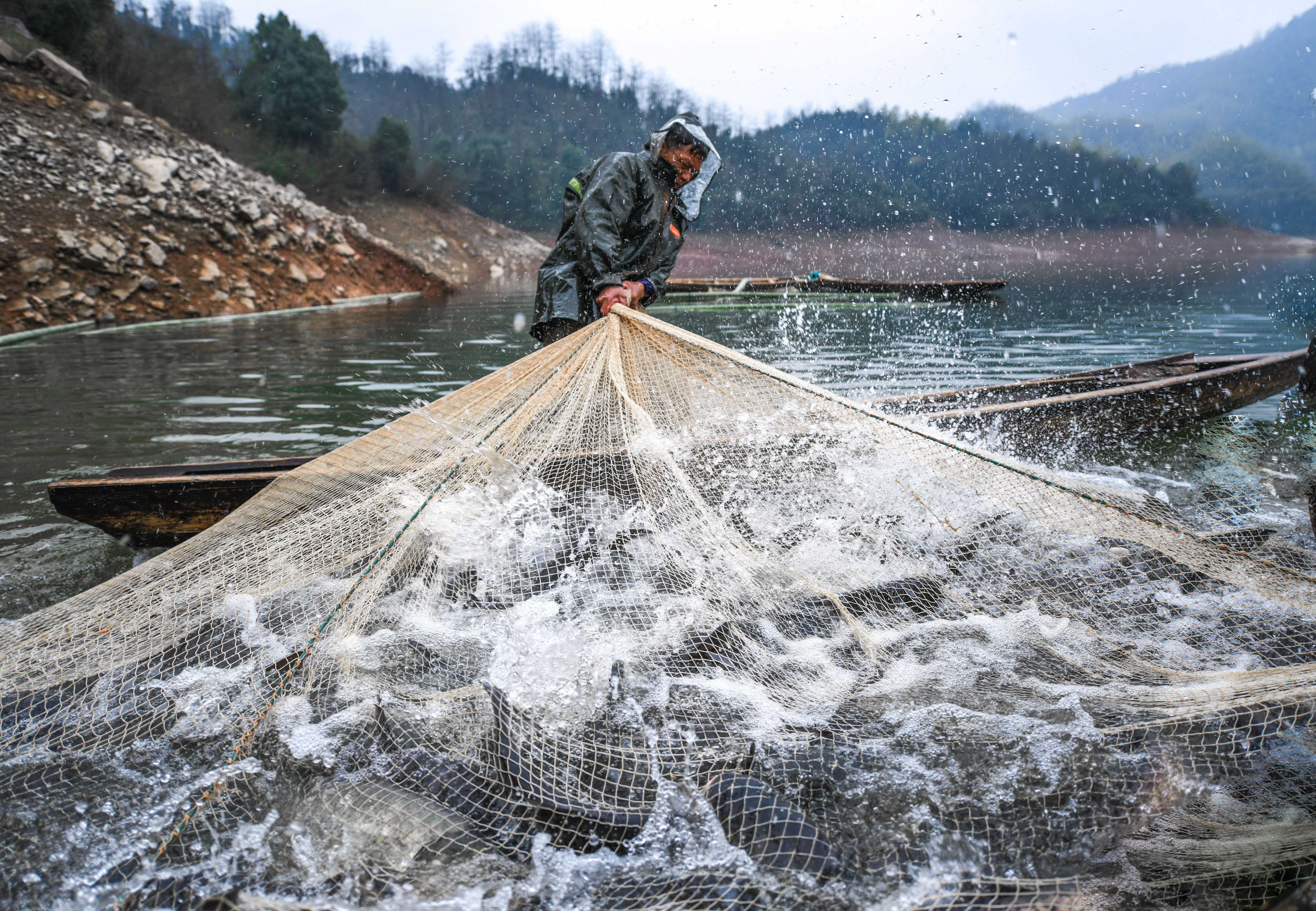 元旦捕鱼 年年有余