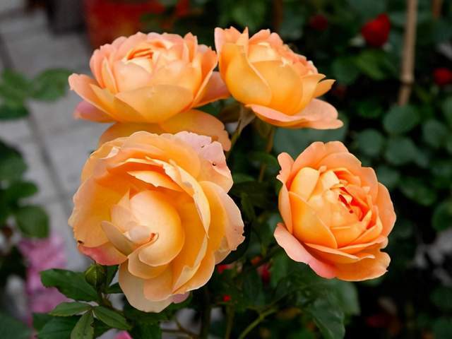 民间故事里这5种花,寓意不好,不适合养家里,早些搬出去