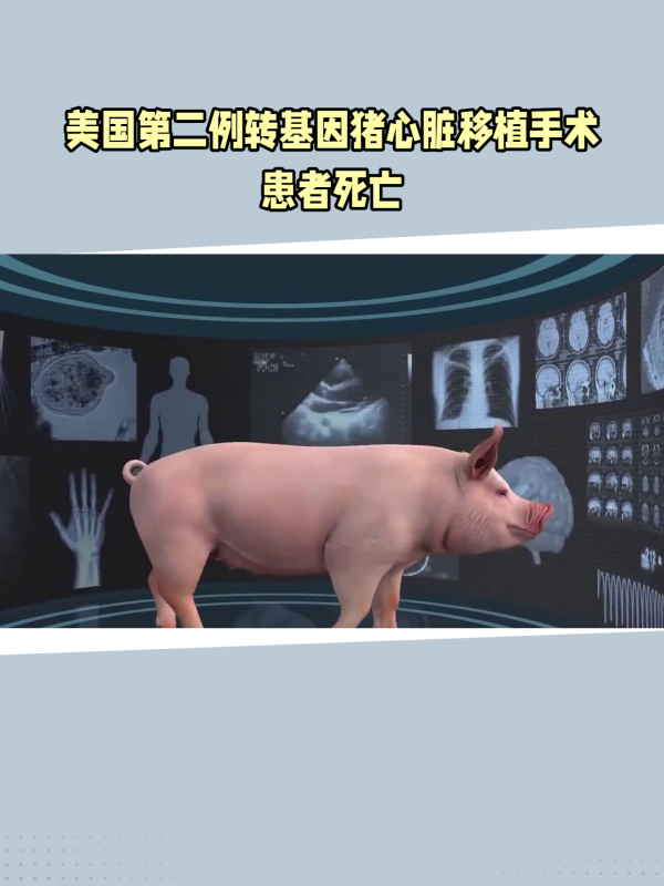 异种器官移植风险仍存:转基因猪心脏移植患者死亡-度小视