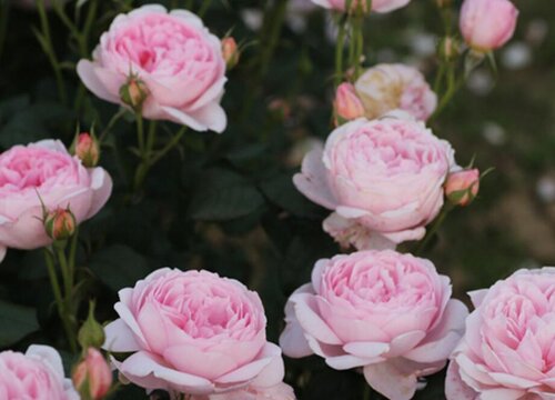 权杖之岛月季小知识
