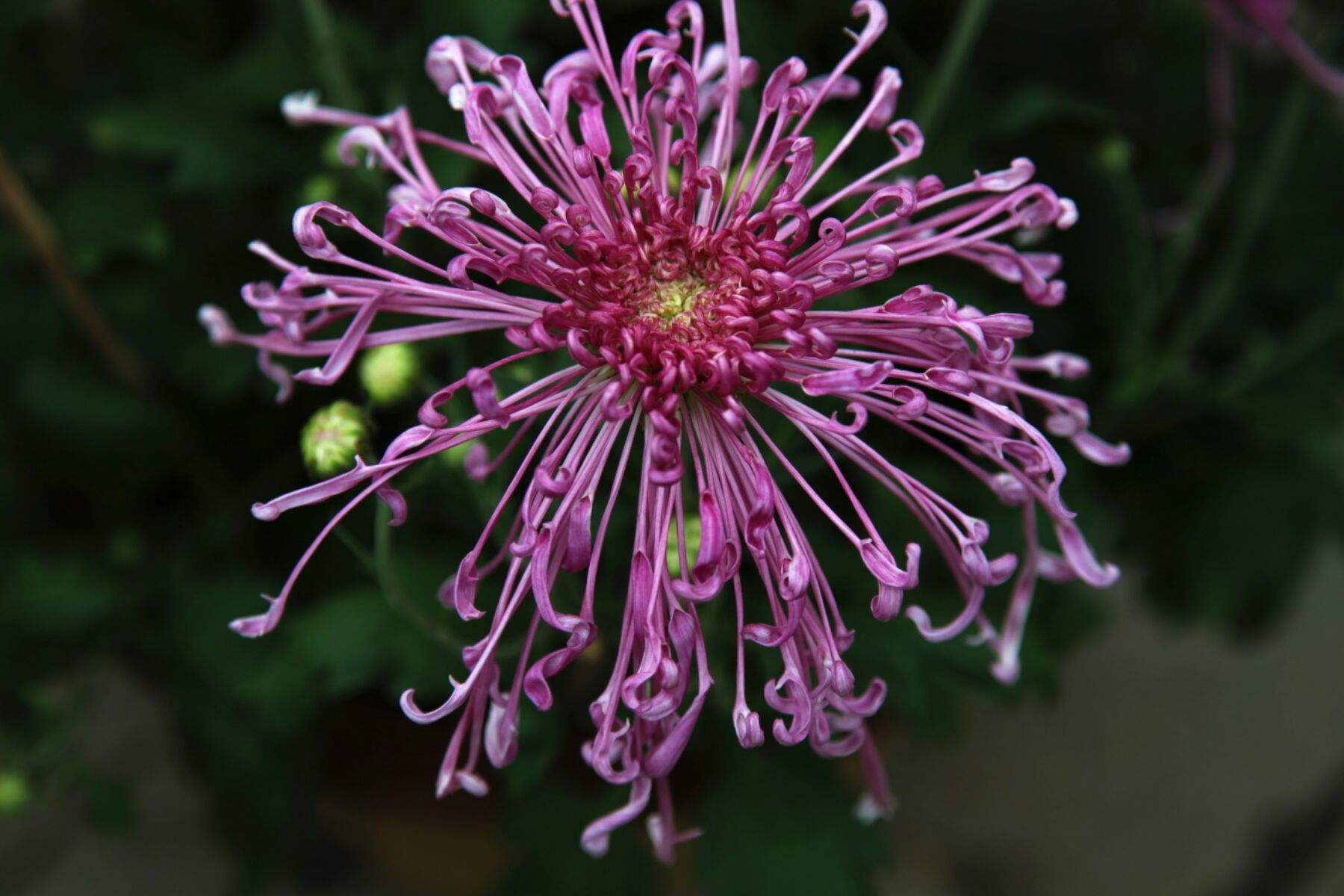 雪珠红梅菊花,花瓣细长而卷曲,犹如一串串珍珠