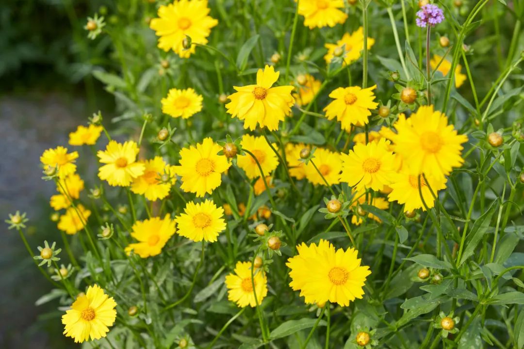 野菊花,开出了最明媚的秋天