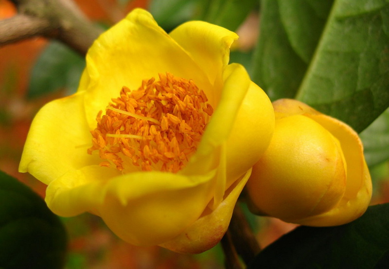 此花被誉为是"植物黄金",色艳又浓香,营养丰富,适合居家养护