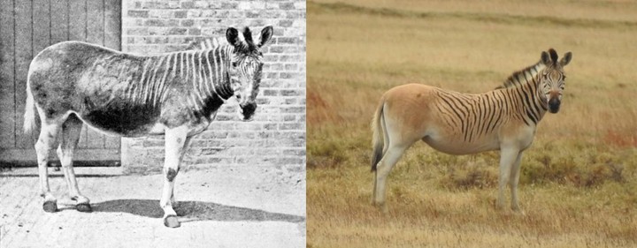 袋狼,旅鴿,猛獁象……我們真的能「復活」滅絕物種嗎?