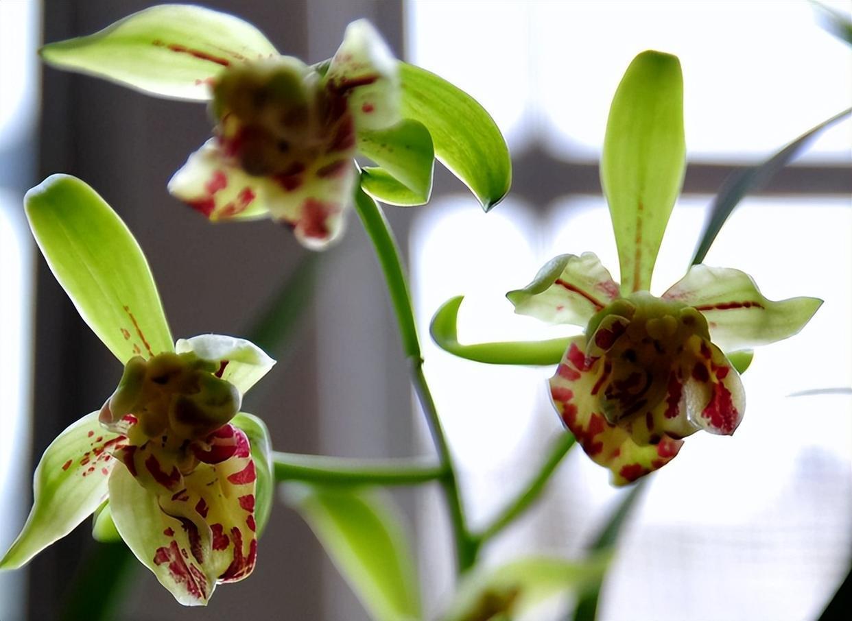 造型奇特的"狮子兰花"—梨山狮王,开花后却一鸣惊人