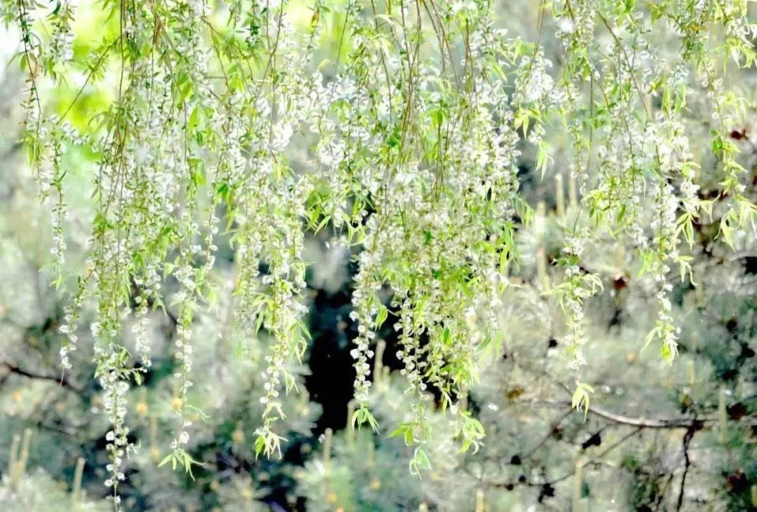 『散文大观』刘少正《杨花》