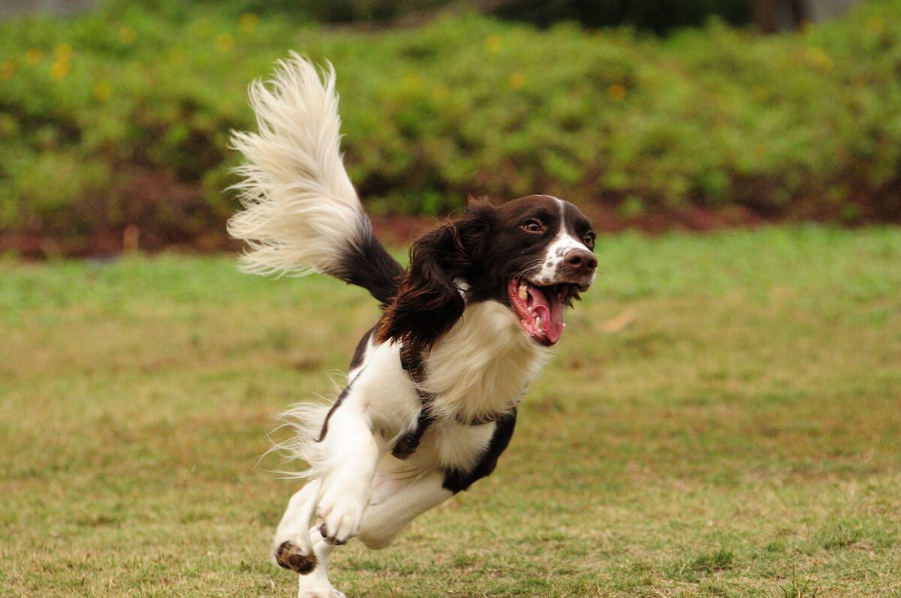 軍犬的品種有哪些?