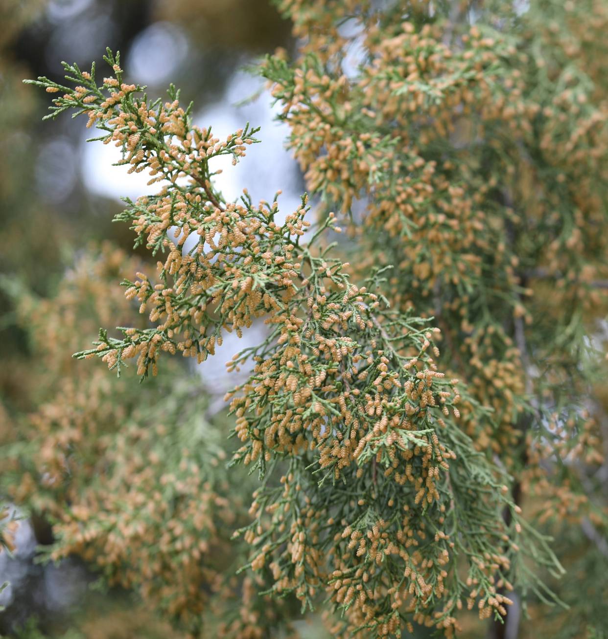 桧柏花期图片