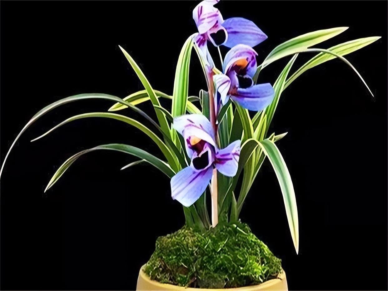 建兰色花第一名品"紫月荷",花色独特,兰香扑鼻,养兰首选