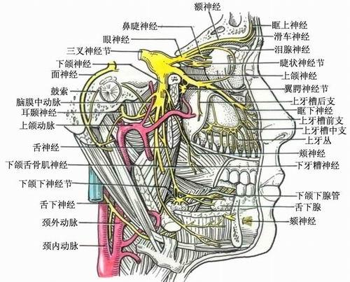 三叉神经疼介绍