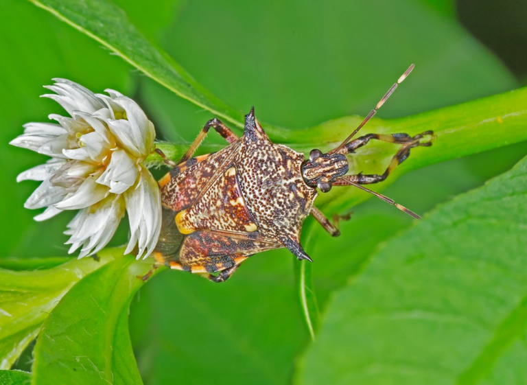 家里有椿虫怎么办?