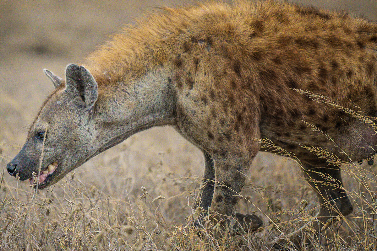 "掏肛哥"斑鬣狗地位仅次于狮子,存在感为何如此低?