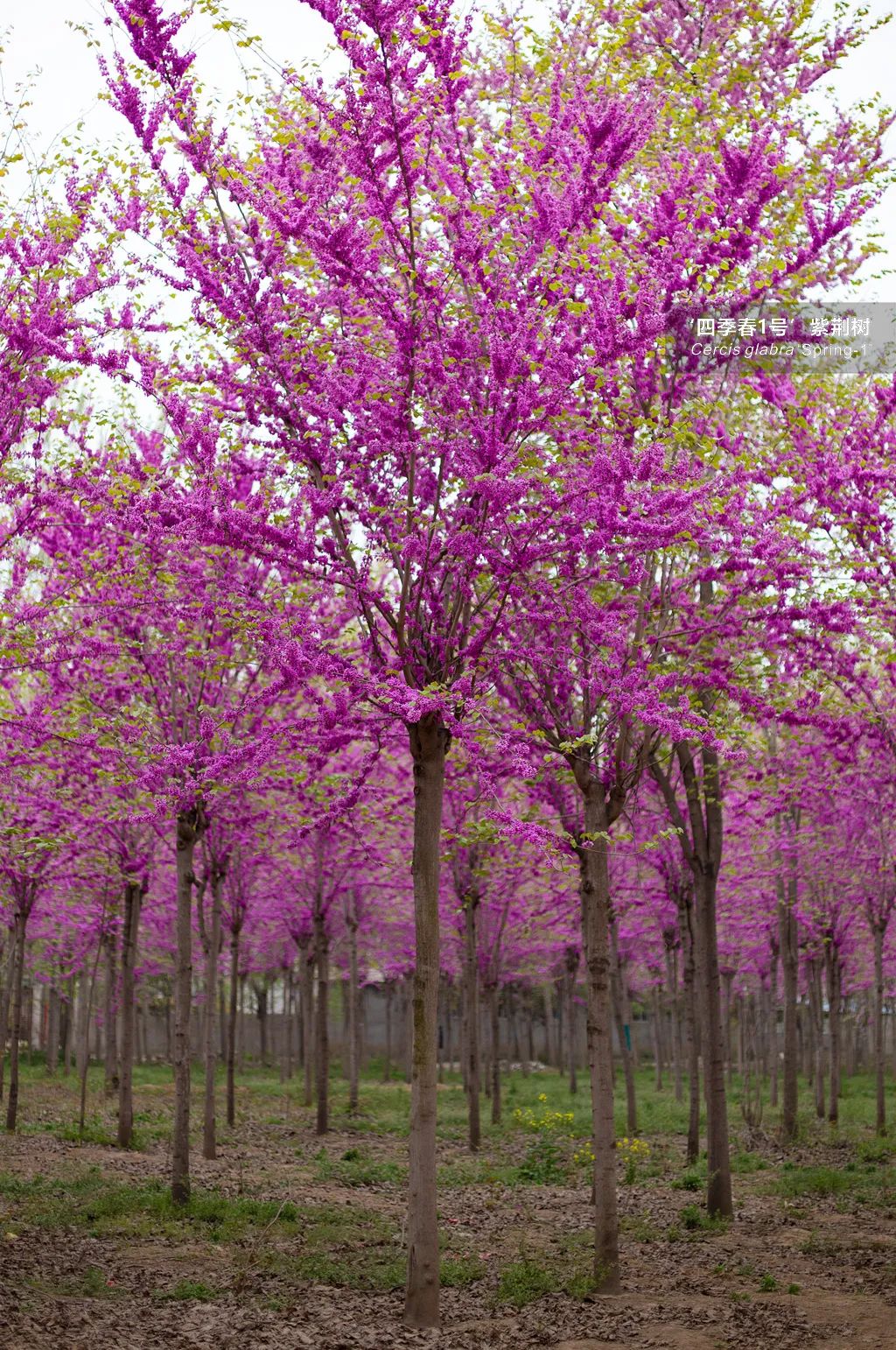 24种"四季春"系列紫荆树,助力打造精美紫荆园!