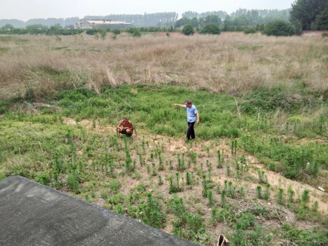 |说好的复耕呢？北京顺义这块百亩农用地仍只见野草不见苗