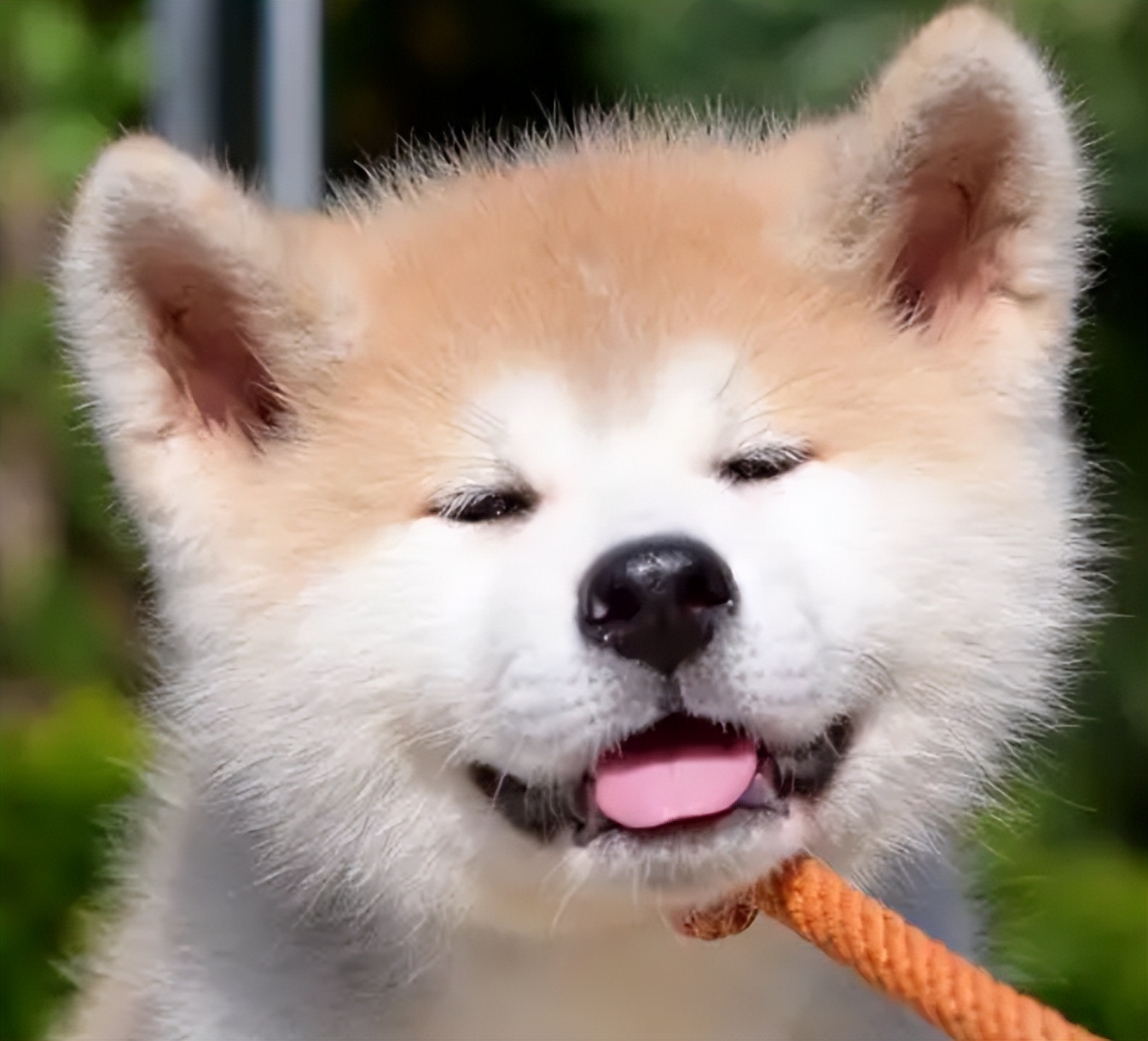 日本的国宝级犬种——秋田犬!