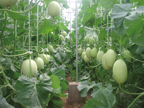 想要种植甜瓜,掌握这几个要点,可以提高甜瓜品质和产量